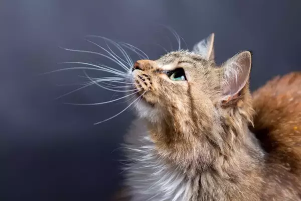 猫の『ヒゲ』が持っている重要な役割4選　知っておきたい知識や避けるべきNG行為まで