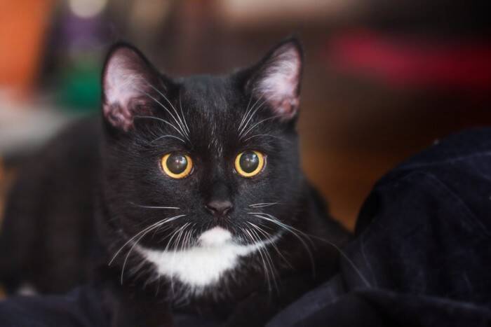猫の『ヒゲ』が持っている重要な役割4選　知っておきたい知識や避けるべきNG行為まで