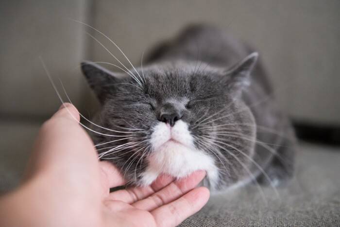 猫の『ヒゲ』が持っている重要な役割4選　知っておきたい知識や避けるべきNG行為まで