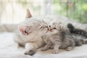 『子猫から成猫』になる過程で起こる変化5選　オトナに成長したサインや見直したいお世話のポイント