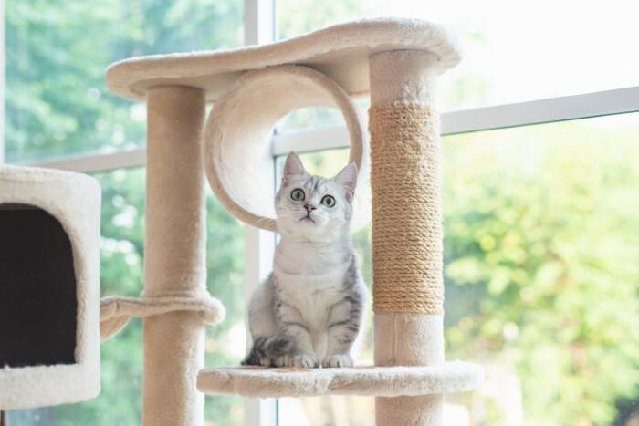 『子猫から成猫』になる過程で起こる変化5選　オトナに成長したサインや見直したいお世話のポイント