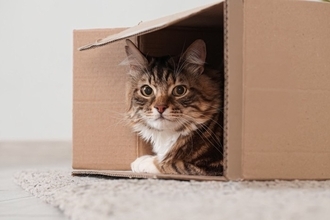 猫が『箱』に夢中になってしまう理由3つ　隙あらば入りたがる心理や好みやすい条件も