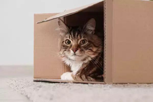 猫が『箱』に夢中になってしまう理由3つ　隙あらば入りたがる心理や好みやすい条件も