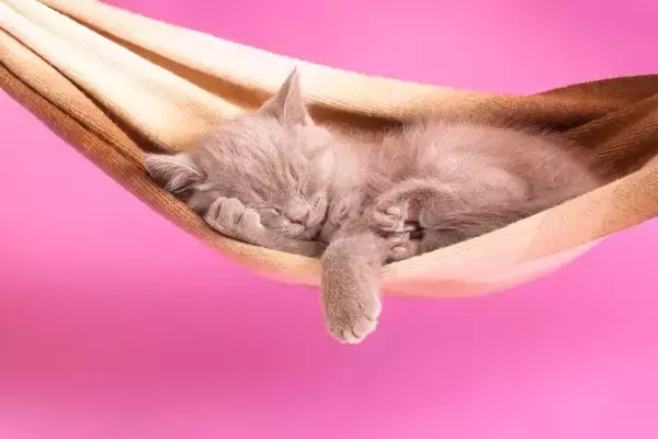 猫が『ハンモック』でくつろぐ理由4つ　安全を守るための注意点から選び方のポイントまで