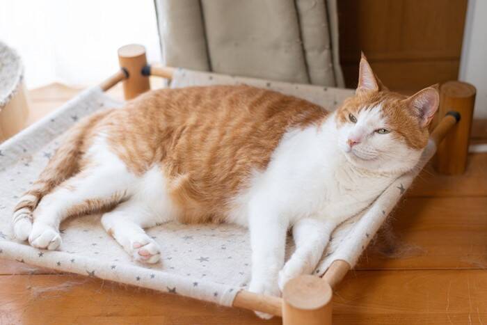 猫が『ハンモック』でくつろぐ理由4つ　安全を守るための注意点から選び方のポイントまで