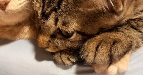 8畳もある部屋で暮らす猫たち→ゆったり過ごしていると思ったら…予想外の『可愛すぎる光景』に4万いいね「満員電車」「安心するのかなｗ」