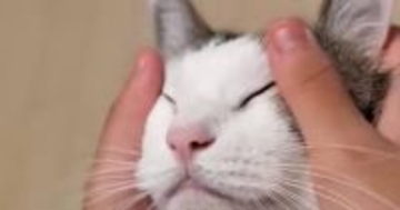 猫の顔をマッサージしていると、『手』が…あまりにも可愛すぎる『変化』に「何回も見てしまったｗ」「声出して笑った」と14万表示の反響