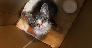 大雨の中、1匹で震えていたぼろぼろの子猫→保護された結果…当時が嘘のような『大変身』に涙「運命の出会い」「心温まる話に感動した」