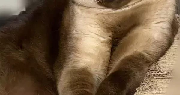 『かわいい顔をしていたネコ』→撮影しようとカメラを向けたら…変化した『表情』に「渋いっ」「ちゃんとニヤけてるｗ」と笑顔になる人が続出