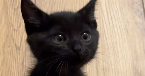 小さくて可愛らしかった『きゅるんとした瞳の子猫』が、現在…驚きの『成長ビフォーアフター』に笑う人が続出「変身したｗ」「鋭くなられてｗ」