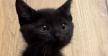 小さくて可愛らしかった『きゅるんとした瞳の子猫』が、現在…驚きの『成長ビフォーアフター』に笑う人が続出「変身したｗ」「鋭くなられてｗ」