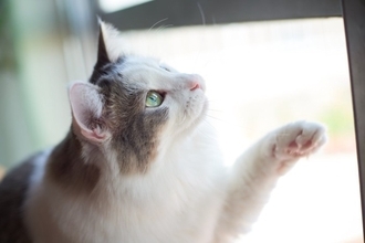 『ポジティブな性格の猫』が持っている特徴3つ　飼いやすさにつながる理由やメリットをご紹介