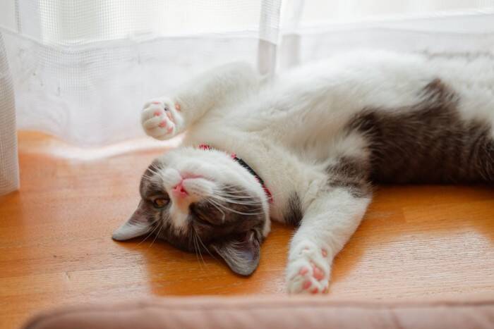『ポジティブな性格の猫』が持っている特徴3つ　飼いやすさにつながる理由やメリットをご紹介