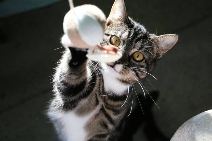 『ポジティブな性格の猫』が持っている特徴3つ　飼いやすさにつながる理由やメリットをご紹介