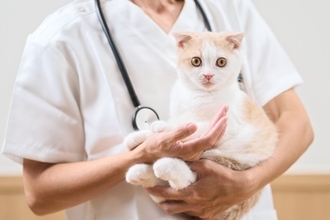 猫がかかりやすい『ホルモンの病気』3選　考えられる原因や主な症状、治療法まで解説