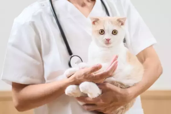 猫がかかりやすい『ホルモンの病気』3選　考えられる原因や主な症状、治療法まで解説