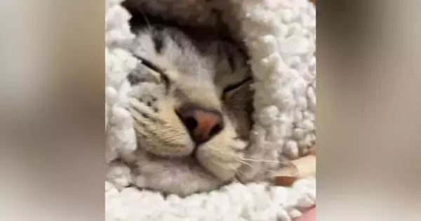 幸せそうに眠っていた猫→起こされると……『可愛すぎる反応』に7万7000いいね「朝はみんな苦手だもんね」「めっちゃ文句言ってて笑った」
