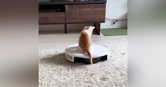 最初はロボット掃除機が怖かった子猫→乗れるようになって…成長した現在の『まさかの光景』が222万再生「おもろすぎるｗ」「おっさんｗ」