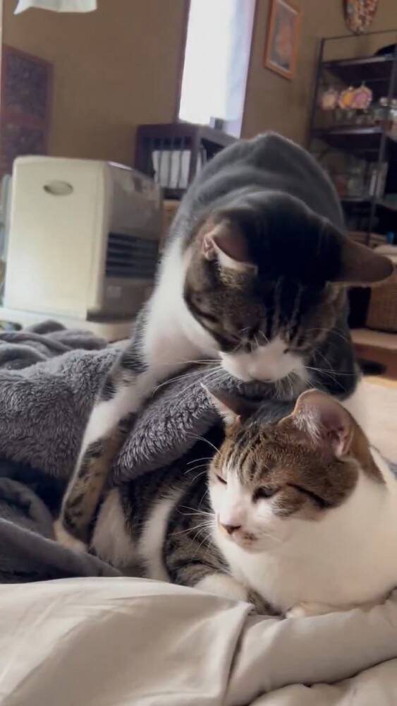 お姉ちゃんを気遣い優しい弟猫が…まさかの"行動"に思わず涙がでてくると364万表示「まるで絵本の世界」「見たことない」と感激の声続出