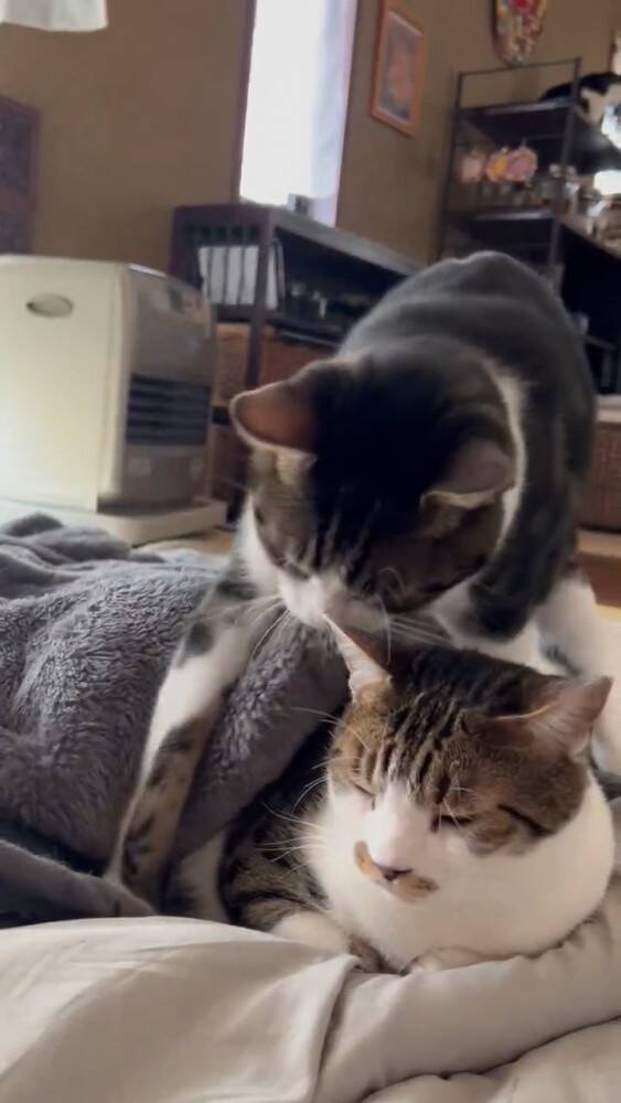 お姉ちゃんを気遣い優しい弟猫が…まさかの"行動"に思わず涙がでてくると364万表示「まるで絵本の世界」「見たことない」と感激の声続出