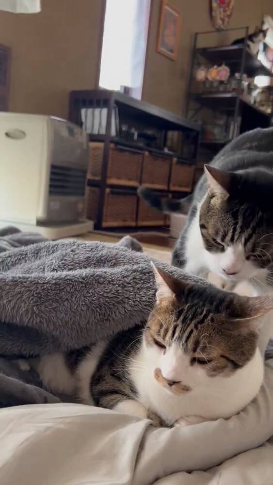 お姉ちゃんを気遣い優しい弟猫が…まさかの"行動"に思わず涙がでてくると364万表示「まるで絵本の世界」「見たことない」と感激の声続出