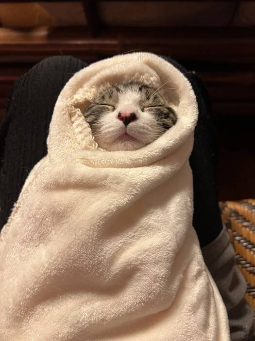 お姉ちゃんを気遣い優しい弟猫が…まさかの"行動"に思わず涙がでてくると364万表示「まるで絵本の世界」「見たことない」と感激の声続出