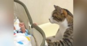 おうちに赤ちゃんがやって来ると…猫が見せた『尊すぎるリアクション』が104万再生の大反響「何がいるの～って感じがかわいいｗ」「素敵」