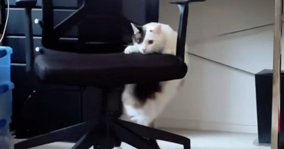 『椅子が動いている』と思ったら、ネコが…飼い主爆笑の『まさかの光景』が166万再生「足の動きがかわいいｗ」「社交ダンス？ｗ」