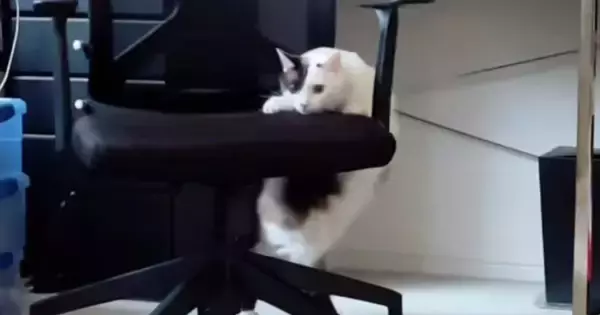 『椅子が動いている』と思ったら、ネコが…飼い主爆笑の『まさかの光景』が166万再生「足の動きがかわいいｗ」「社交ダンス？ｗ」