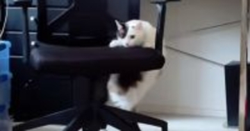 『椅子が動いている』と思ったら、ネコが…飼い主爆笑の『まさかの光景』が166万再生「足の動きがかわいいｗ」「社交ダンス？ｗ」