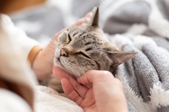 猫が飼い主に『体を預けてくる』ときの心理5つ　寄りかかる理由や愛猫が喜ぶ応え方も