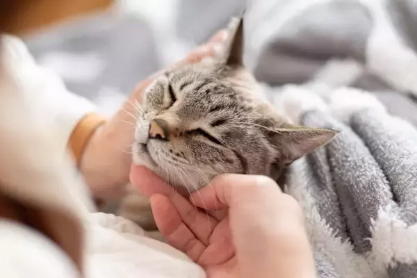 猫が飼い主に『体を預けてくる』ときの心理5つ　寄りかかる理由や愛猫が喜ぶ応え方も