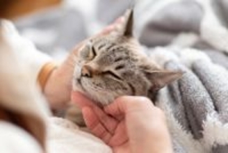 猫が飼い主に『体を預けてくる』ときの心理5つ　寄りかかる理由や愛猫が喜ぶ応え方も