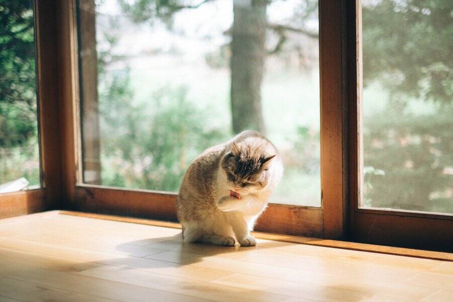 26歳の「超シニア猫」をやさしくグルーミングする同居犬　その深い絆にネット民から感動の声