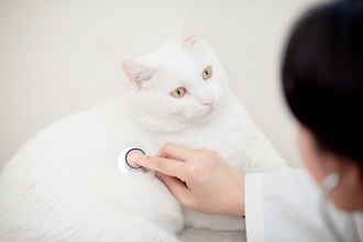 『太っている猫』に起こりうる健康リスク3選　放置すべきでない理由や改善策まで