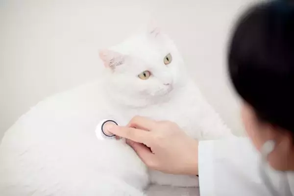 『太っている猫』に起こりうる健康リスク3選　放置すべきでない理由や改善策まで