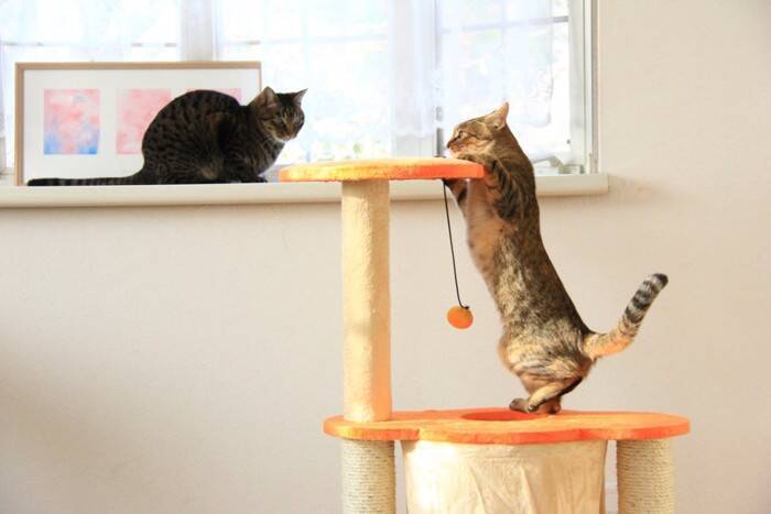 『太っている猫』に起こりうる健康リスク3選　放置すべきでない理由や改善策まで