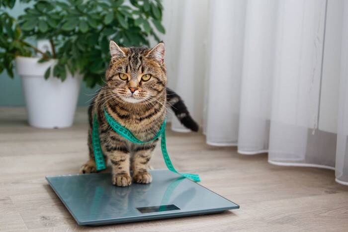 『太っている猫』に起こりうる健康リスク3選　放置すべきでない理由や改善策まで