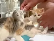 ミルクを飲む４匹の赤ちゃん猫→お腹がいっぱいになると…あまりにも『愛おしい光景』が話題「動き遅くなるとこかわいい」「静かになるんだね」
