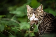 塹壕で兵士に喜びを与え、ともに戦った猫たち。とっさの機転で兵士の命を救ったことも　第一次世界大戦　