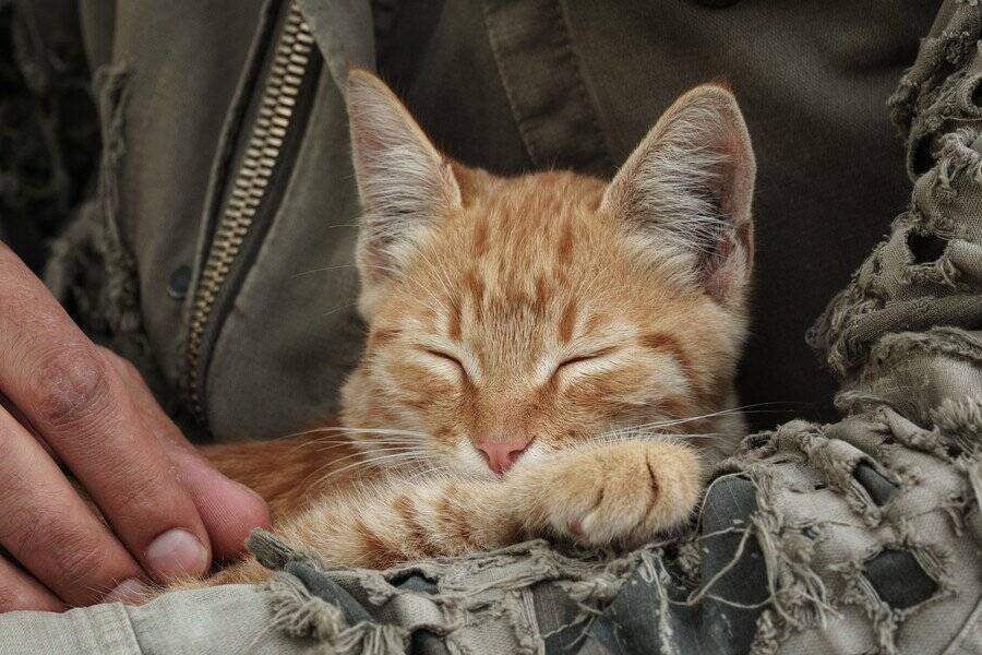 塹壕で兵士に喜びを与え、ともに戦った猫たち。とっさの機転で兵士の命を救ったことも　第一次世界大戦　