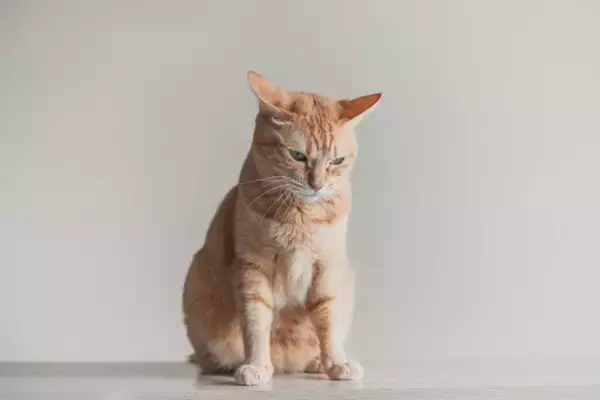 猫があなたに『嫌なキモチです』と訴えている仕草5選　不快感を抱く理由や適切な対処法も