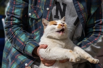 『初めて会う猫』にしてはいけない挨拶の方法5つ　避けるべき理由や意識したいポイントまで
