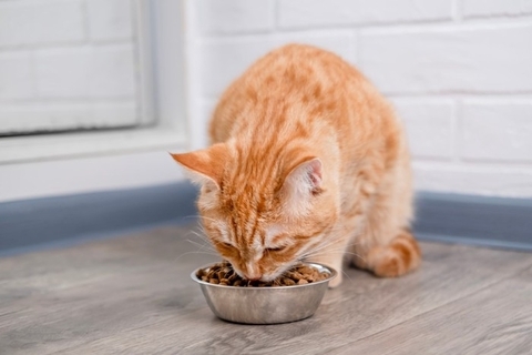 猫の命に関わる『危険なアレルギー』3つ　主な症状や発症時の対処法、予防法まで解説