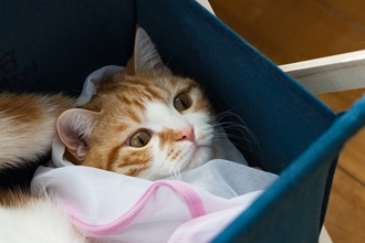 猫との暮らしの中で『洗濯ネット』が役立つ理由3つ　活用できるシーンや使用するときのコツもご紹介