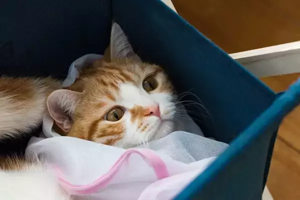 猫との暮らしの中で『洗濯ネット』が役立つ理由3つ　活用できるシーンや使用するときのコツもご紹介