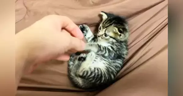 保護当初は『手のひらサイズだった子猫』→５年後……「想像をはるかに超えてきたｗ」驚きのビフォーアフターが52万再生「ボスになってるｗ」