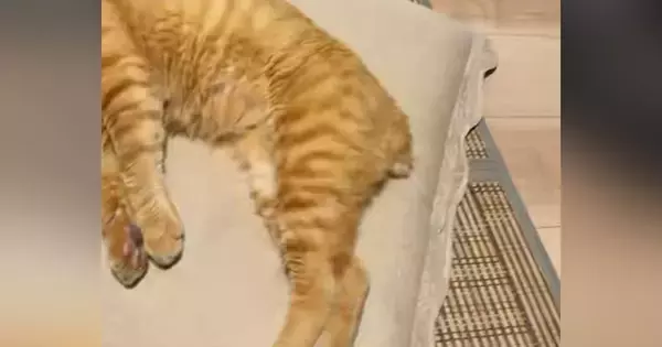 暑い夏、冷房の効いた涼しい部屋で猫が…とっても幸せそうな光景に癒される人が続出「気持ちよさそうｗ」「めっちゃリラックスｗ」と13万再生