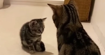 子猫と初めて対面した先輩猫→おててを振り上げ、パンチするかと思いきや…『まさかの行動』が309万再生「優しさが伝わる」「ドキドキした」