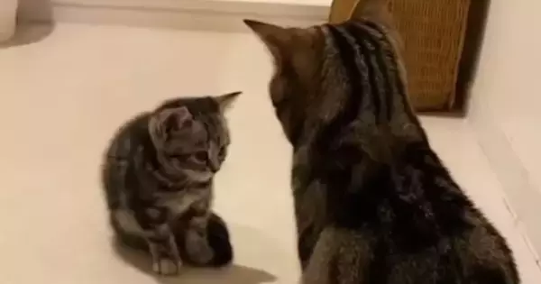 子猫と初めて対面した先輩猫→おててを振り上げ、パンチするかと思いきや…『まさかの行動』が309万再生「優しさが伝わる」「ドキドキした」